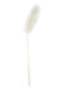 Droogbloemen Mini Decoratie Flower Phalaris Bleached 12cm 10stuks
