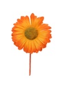 Kado Decoratie Gerbera Bloem Oranje Met IJzerdraad 6.5x10cm 12stuks