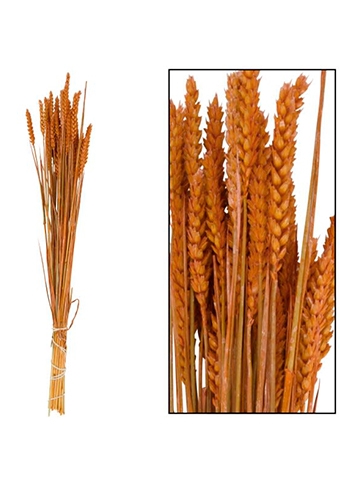 Droogbloemen Bunch Triticum Tarwe Naturel Oranje 70x10x5cm OP IS OP