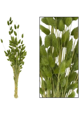 Droogbloemen Lagurus Naturel Groen 45-50cm 50gram