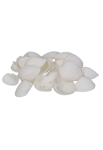 [K169032] Strooi Schelpen Wit 550ml