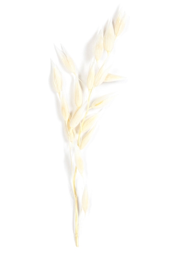 [K1340003] Droogbloemen Mini Decoratie Flowers Haver Wit 12cm 10stuks