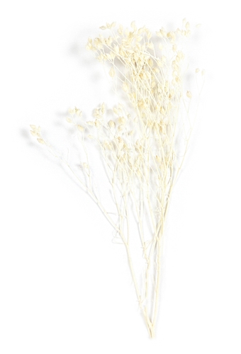 [K1340005] Droogbloemen Mini Decoratie Flowers Broom Bloom Bleached 12cm 10stuks