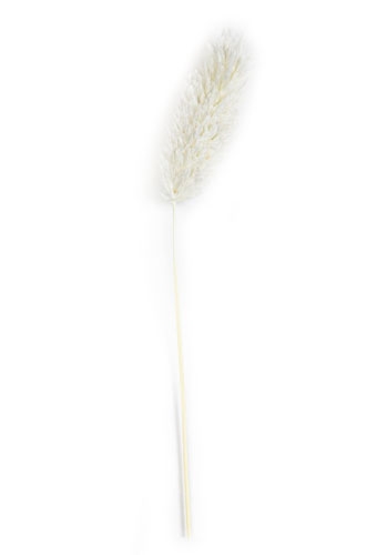 [K1340006] Droogbloemen Mini Decoratie Flower Phalaris Bleached 12cm 10stuks