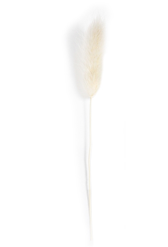 [K1340007] Droogbloemen Mini Decoratie Flower Lagurus Bleached 12cm 10stuks