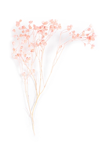 [K1340021] Droogbloemen Mini Decoratie Flower Broom Pink 12cm 10stuks