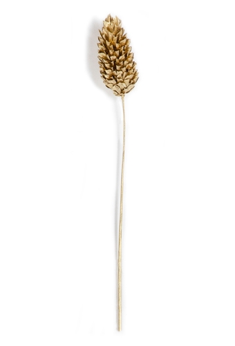 [K1340008] Droogbloemen Mini Decoratie Flower Phalaris Gold 12cm 10stuks
