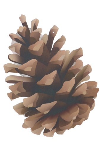 [K1330321] Decoratie Grote Etalage Dennenappel 45x50cm 1 stuk