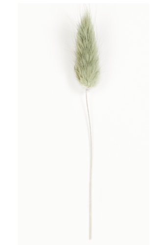 [K1340821] Droogbloemen Mini Decoratie Flower Lagurus Eucalyptus 12cm 10stuks