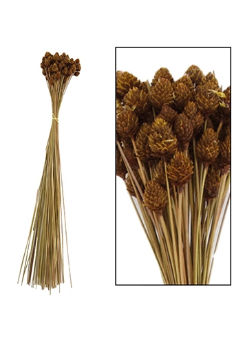 [K1810023] Droogbloemen Pimentinha Naturel 60gram 50cm OP IS OP