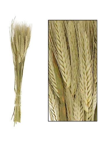 [K1810024] Droogbloemen Triticale Naturel 66x16x6cm