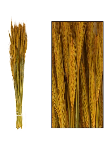 [K1810025] Droogbloemen Triticale Terra Cotta 66x16x6cm OP IS OP