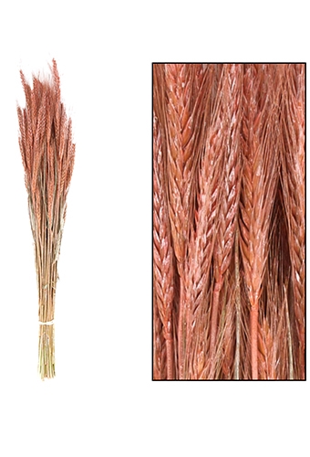 [K1810026] Droogbloemen Triticale Salmon 66x16x6cm OP IS OP