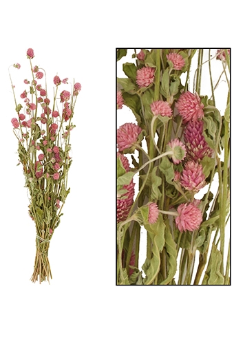 [K1810019] Droogbloemen Gomphrena Globosa Pink ca 50cm 50gram OP IS OP
