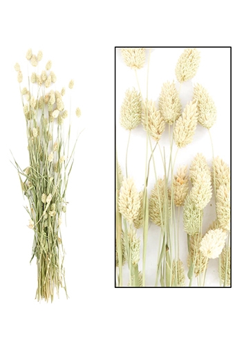 [K1810010] Droogbloemen Bunch Phalaris Naturel 76x14.5x7cm