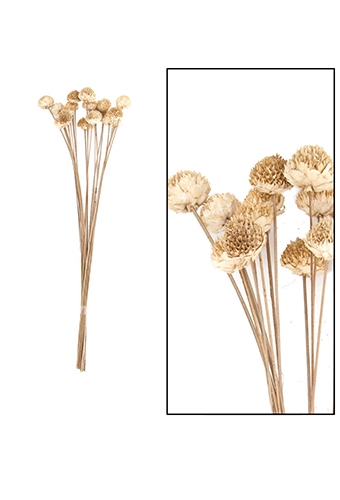 [K1810021] Droogbloemen Daisy Naturel Wit 25-38cm 20 stuks OP IS OP