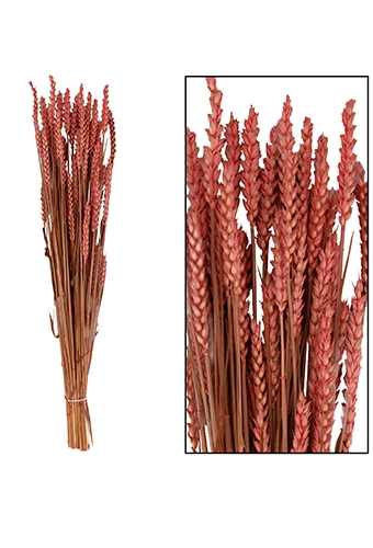 [K1810002] Droogbloemen Bunch Triticum Tarwe Naturel Pink 70x10x5cm