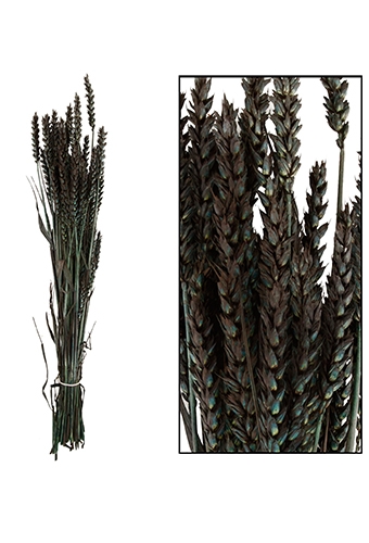[K1810005] Droogbloemen Bunch Triticum Tarwe Naturel Zwart 70x10x5cm OP IS OP