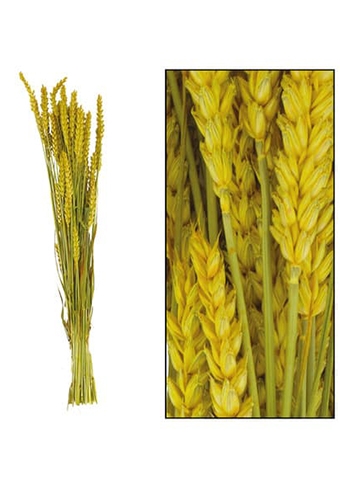 [K1810006] Droogbloemen Bunch Triticum Tarwe Naturel Geel 70x10x5cm