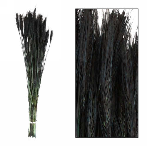 [K1810027] Droogbloemen Triticale Zwart 66x16x6cm OP IS OP