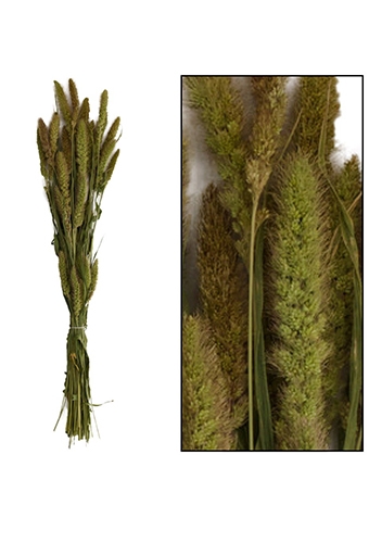 [K1810007] Droogbloemen Bunch Setaria Naturel 66x15x6cm OP IS OP