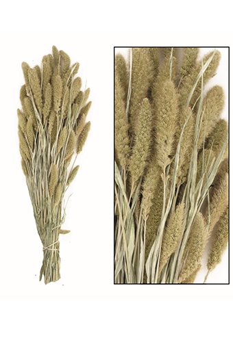 [K1810008] Droogbloemen Bunch Setaria Naturel Wit 66x15x6cm