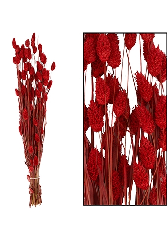 [K1810011] Droogbloemen Bunch Phalaris Naturel Rood 76x14.5x7cm