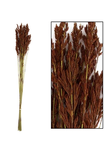 [K1810030] Droogbloemen Red Tassle Naturel 78x8x5cm OP IS OP