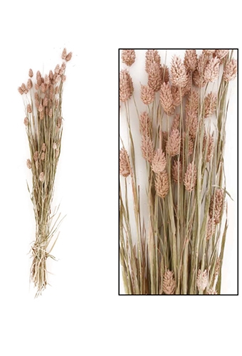[K1810013] Droogbloemen Bunch Phalaris Naturel Zalm 76x14.5x7cm OP IS OP