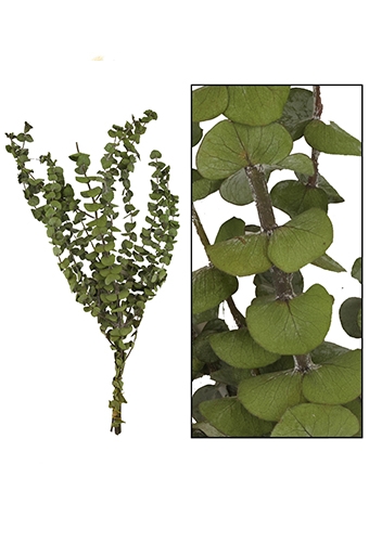 [K1810029] Droogbloemen Eucalyptus Naturel Groen 85gram OP IS OP