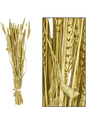 [K1810004] Droogbloemen Bunch Triticum Tarwe Naturel Goud 70x10x5cm OP IS OP