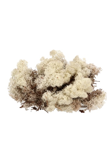 [K1810034] Mos Decoratie & Vullingmateriaal Reindeer Nature 30 gram