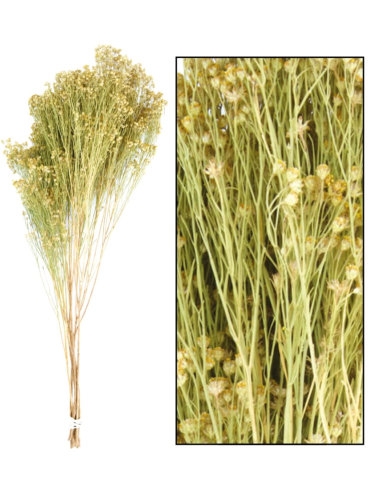 [K1810032] Droogbloemen Broom Bloom 60cm Naturel OP IS OP